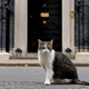 Larry the Cat standing outside 10 Downing Street as he keeps up his duties as ratcatcher.